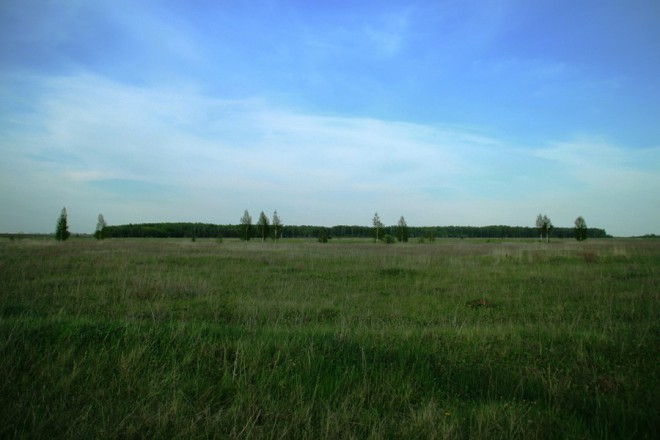 Шелудинский лес. Фото